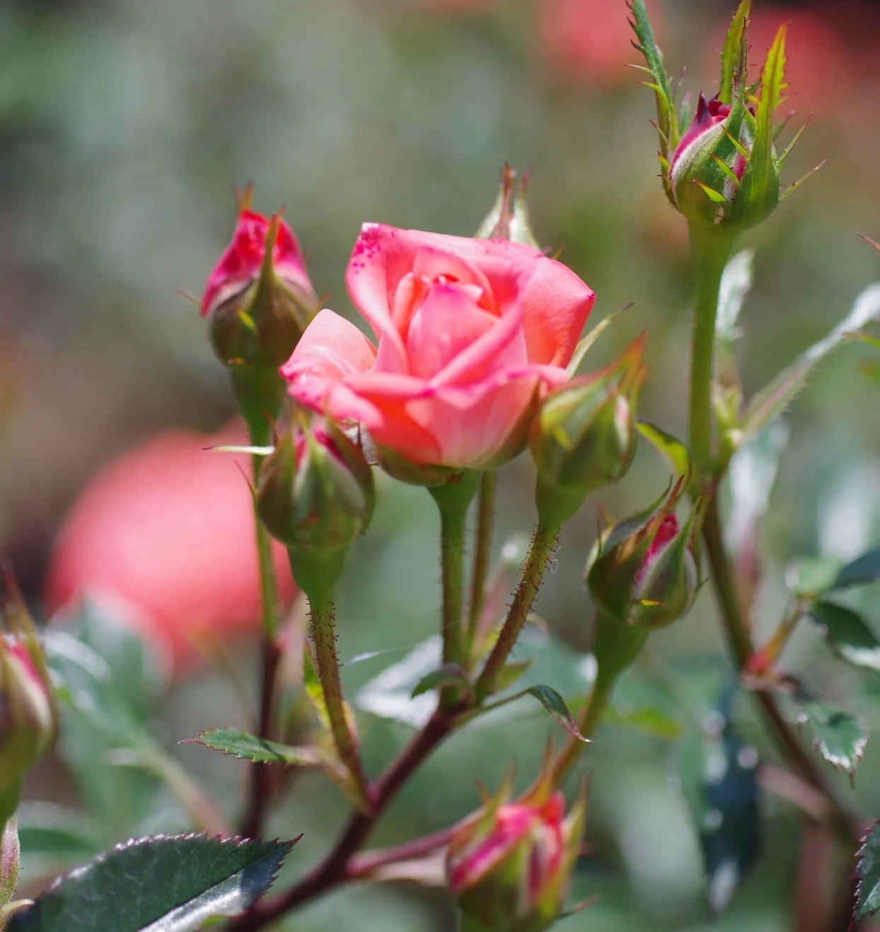 ノイバラの花