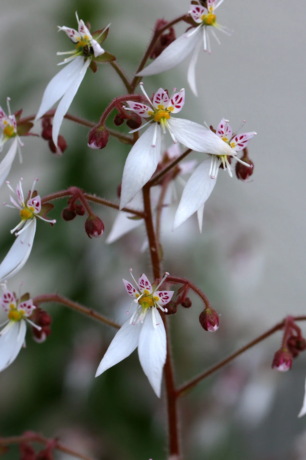 ユキノシタの花